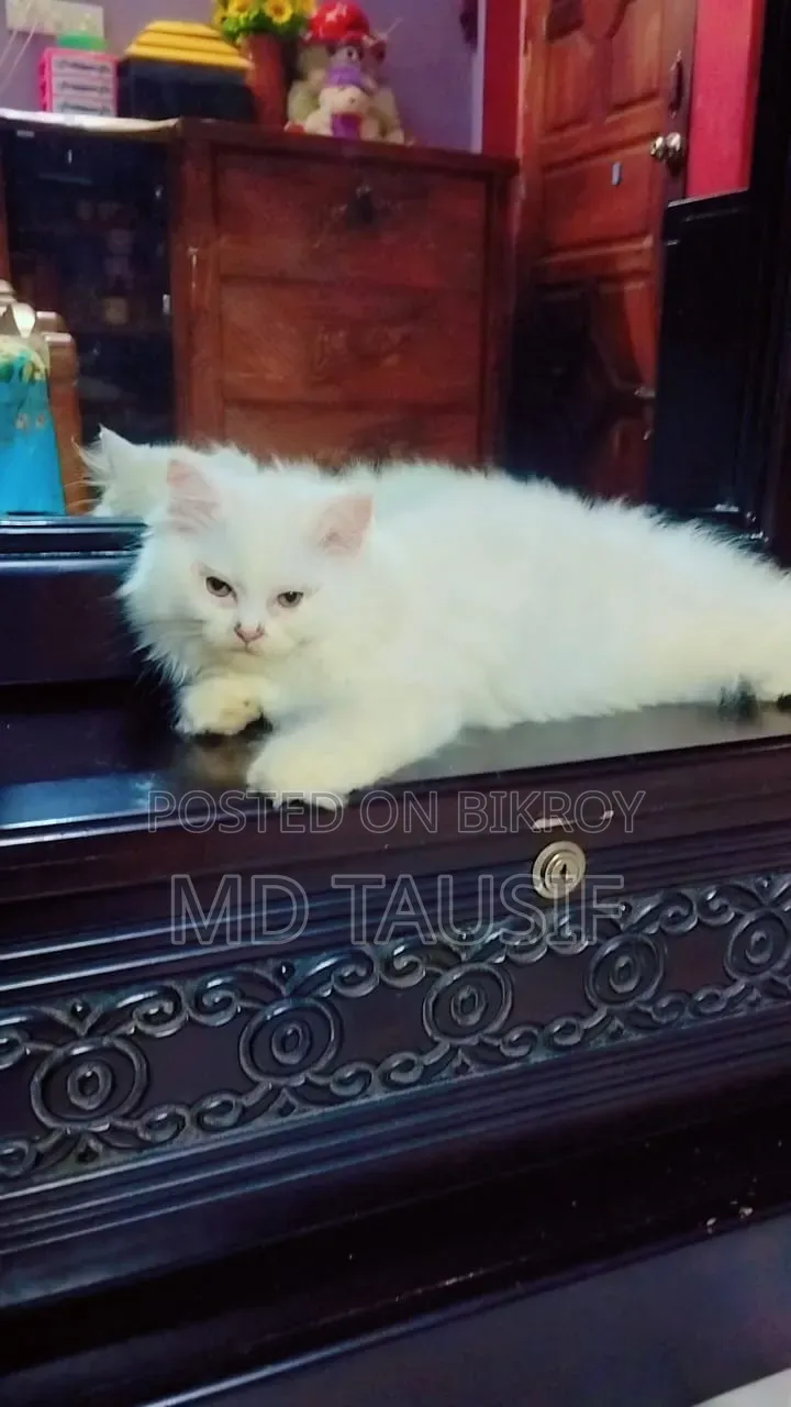 1-3 Months Female Purebred Persian