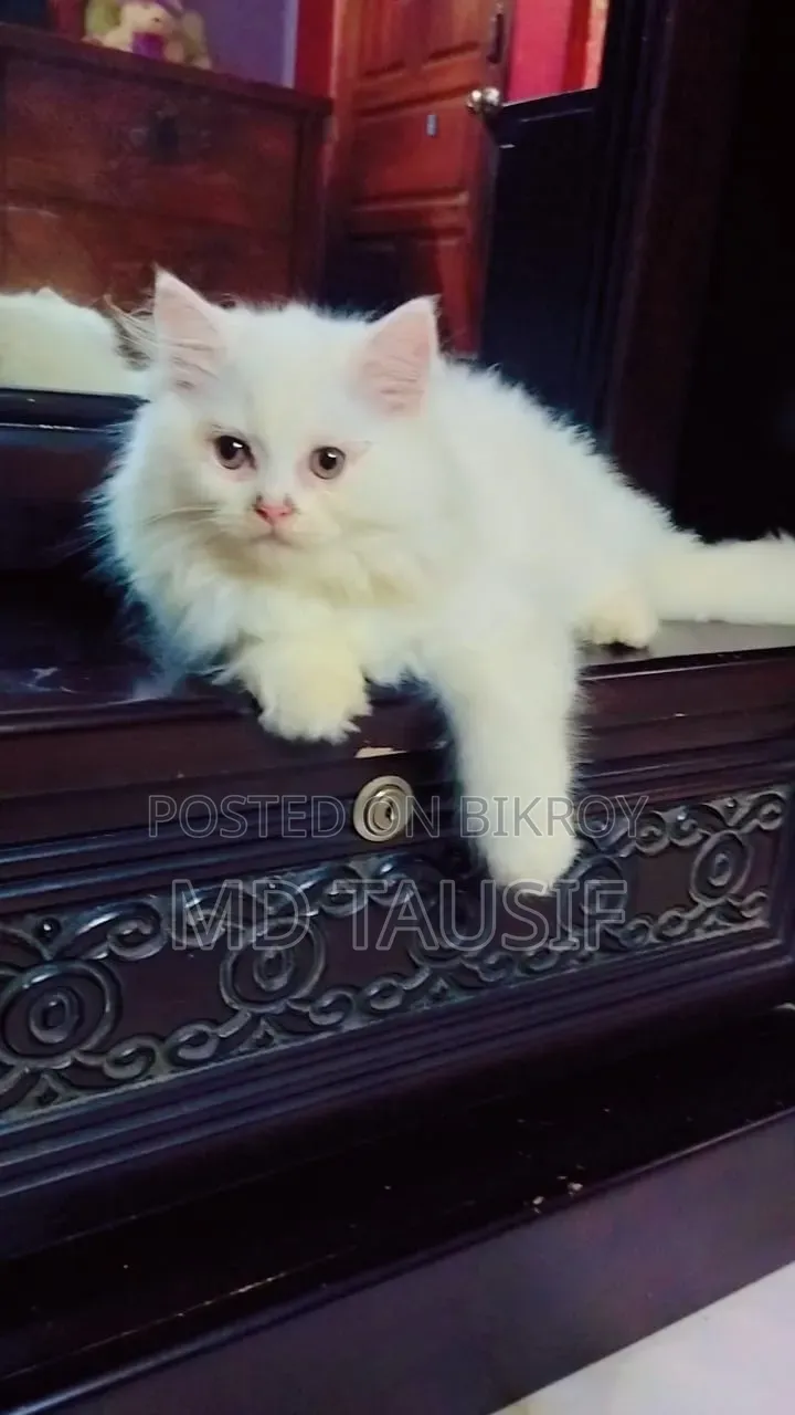 1-3 Months Female Purebred Persian