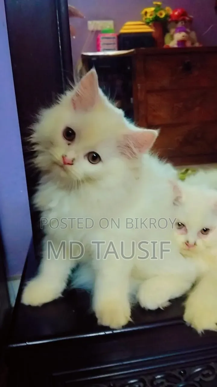 1-3 Months Female Purebred Persian