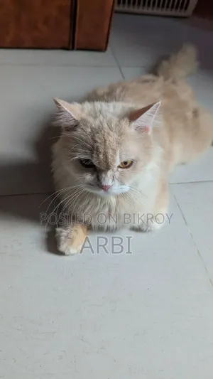 6-12 Months Male Purebred Persian