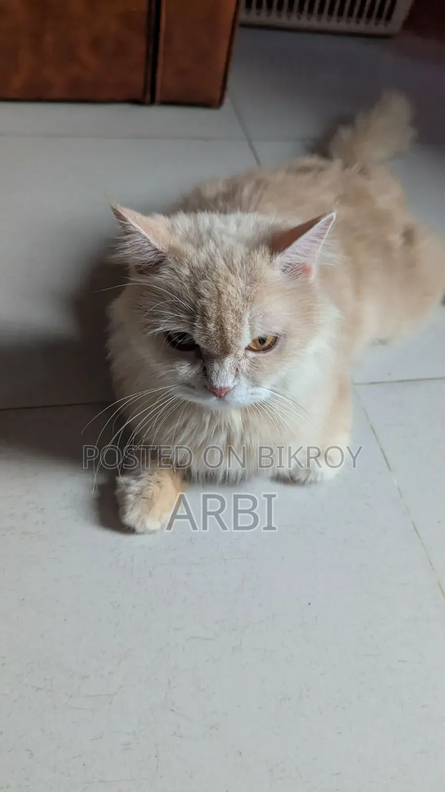 6-12 Months Male Purebred Persian