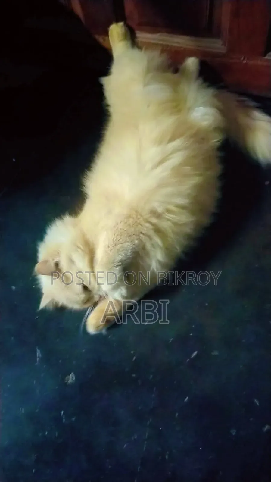 6-12 Months Male Purebred Persian