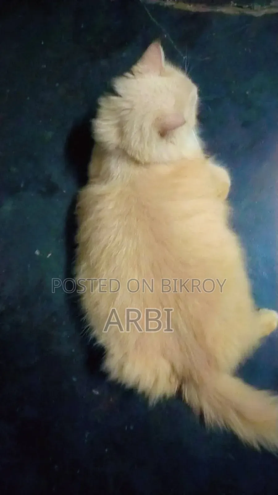 6-12 Months Male Purebred Persian