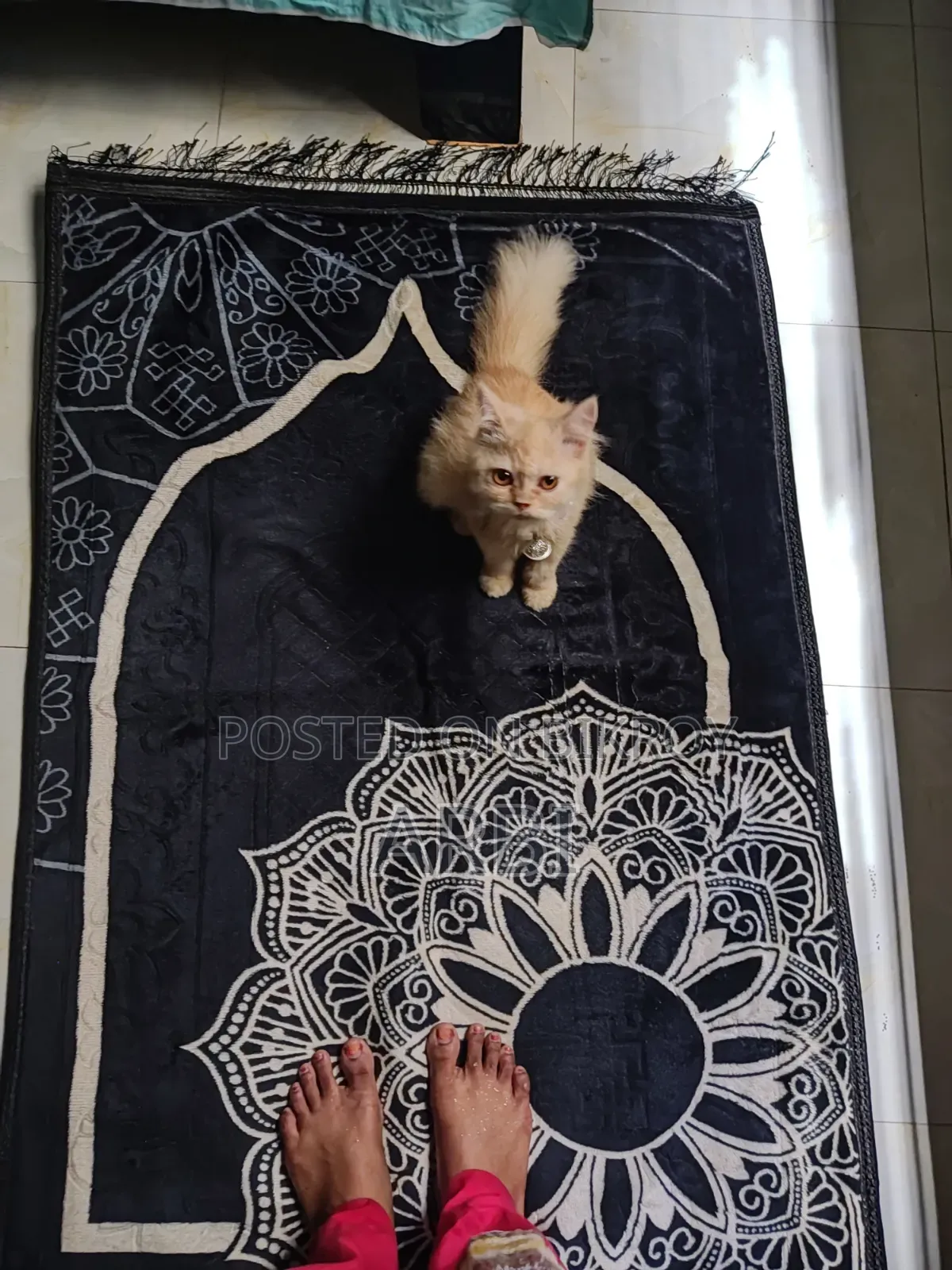 6-12 Months Male Purebred Persian
