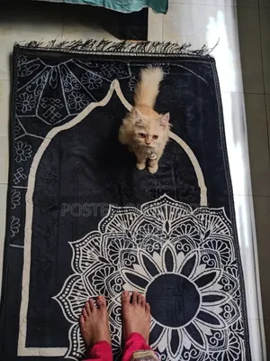 6-12 Months Male Purebred Persian