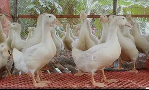 ঘরোয়া Benign হাঁস বিক্রি করা হবে।