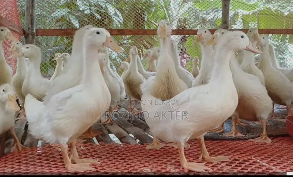 ঘরোয়া Benign হাঁস বিক্রি করা হবে।