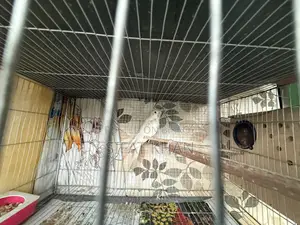 Pakhi Sell Kora Hobe
