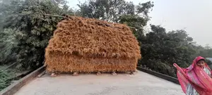 ধানের শুকনো খড়ের চারার পালা বিক্রি গরুর খাবারের জন্য উপযোগী”