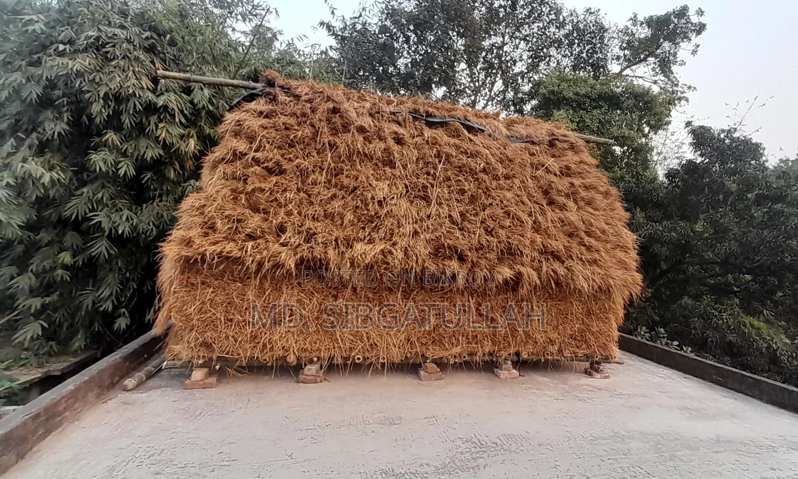 ধানের শুকনো খড়ের চারার পালা বিক্রি গরুর খাবারের জন্য উপযোগী”