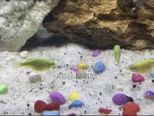 Zebra Danios for Free