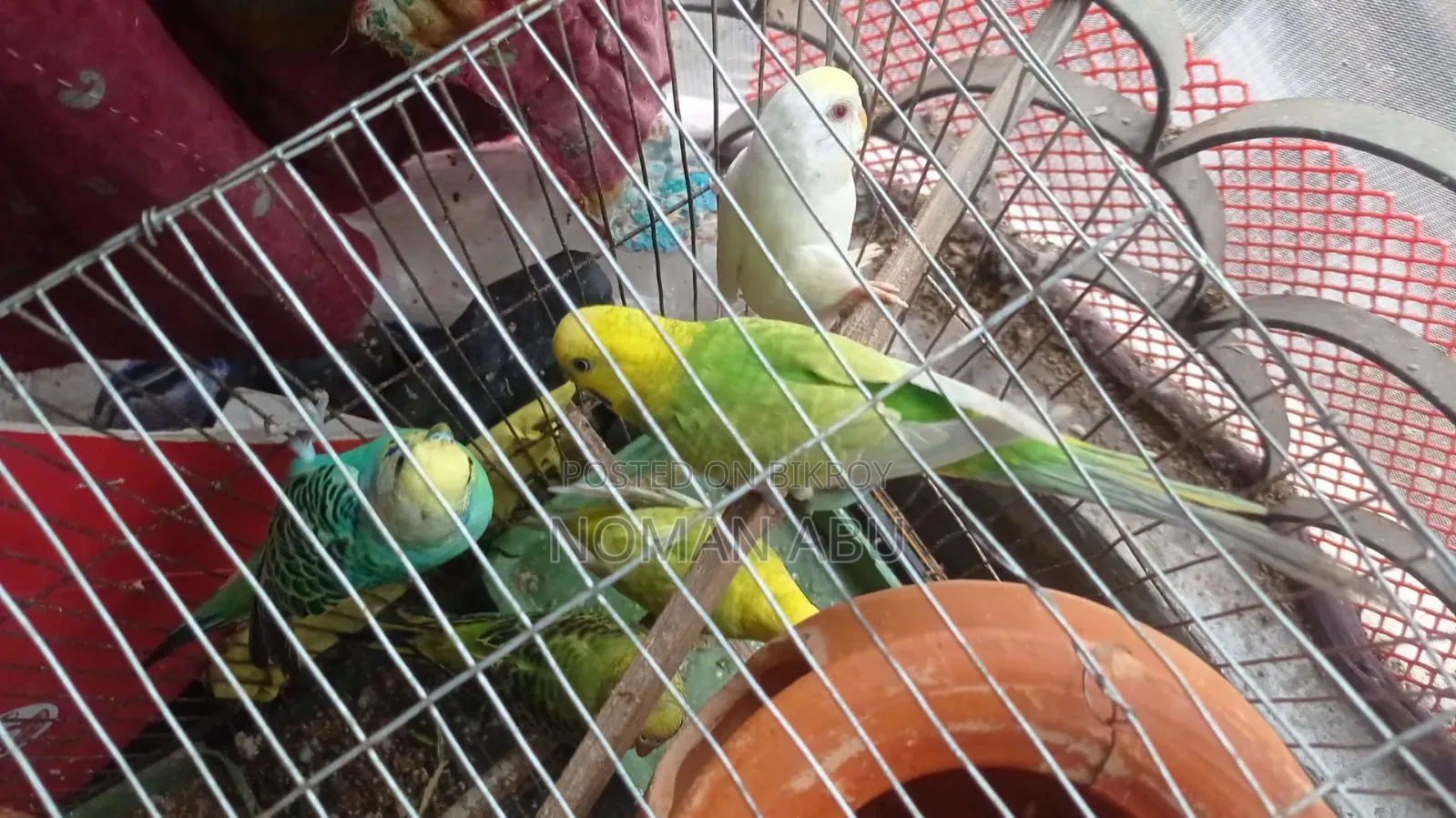 8 Budgerigars