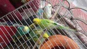 8 Budgerigars