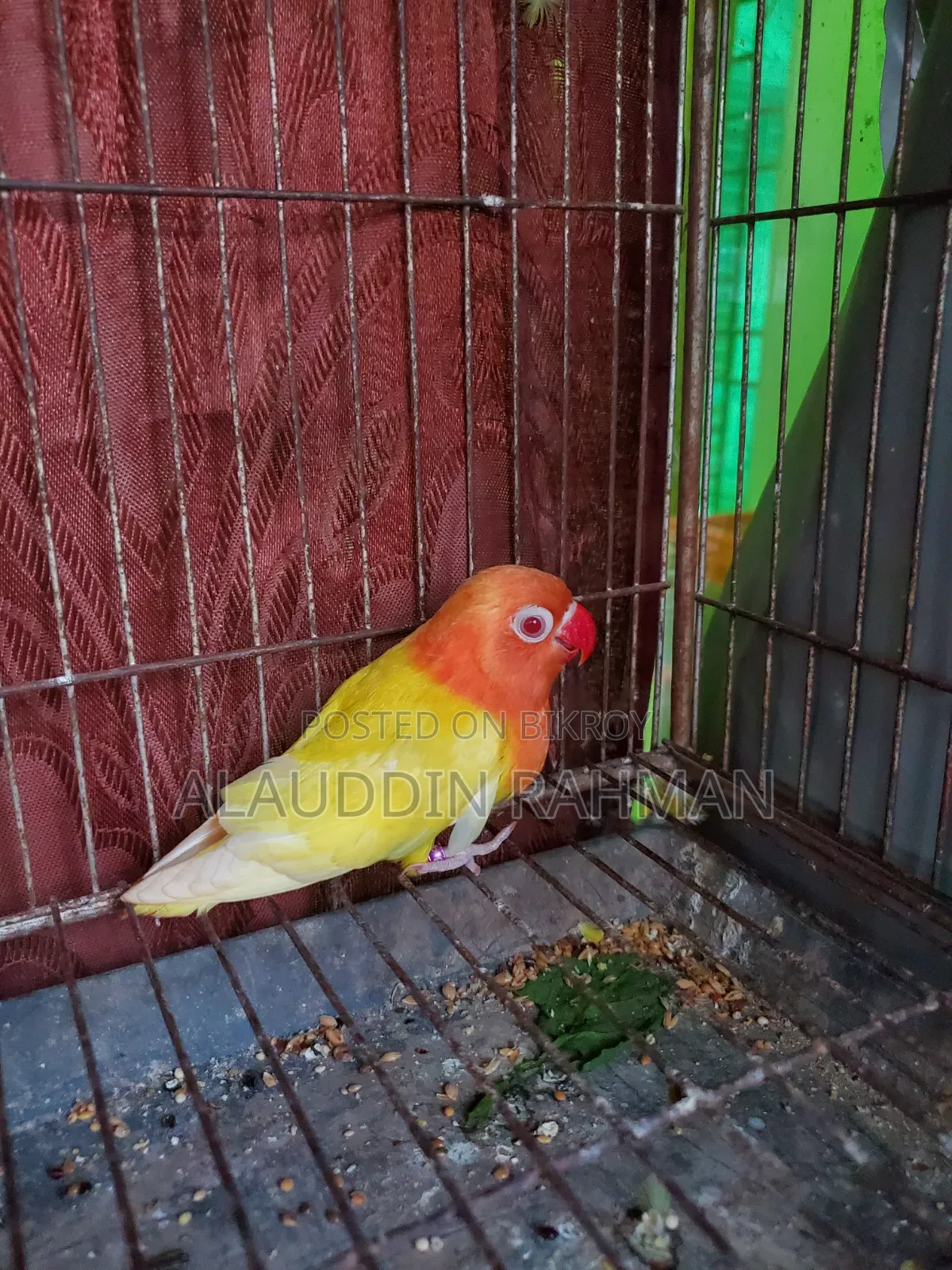 Lovebird Baby
