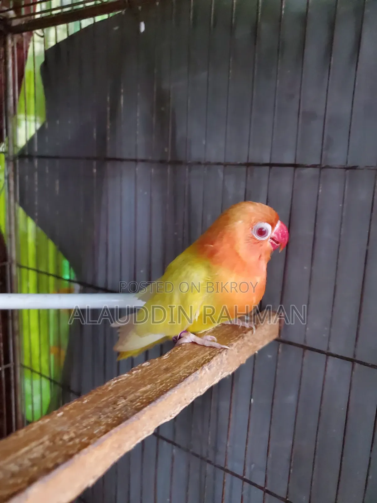 Lovebird Baby