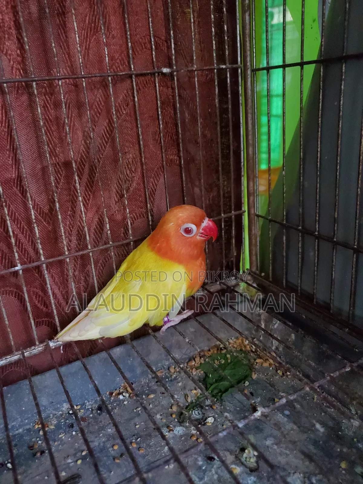 Lovebird Baby