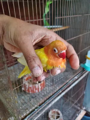 Lovebird Baby