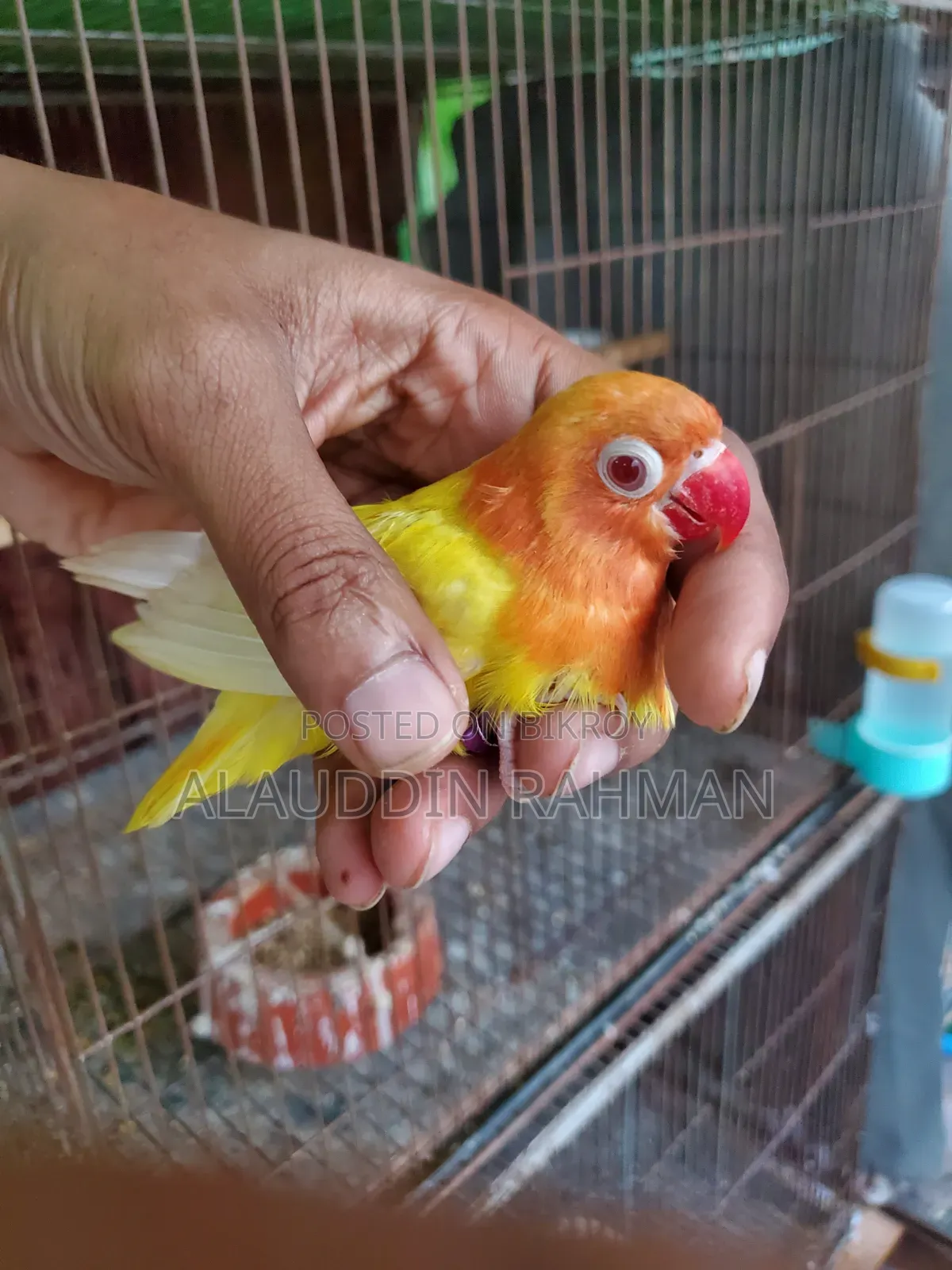 Lovebird Baby