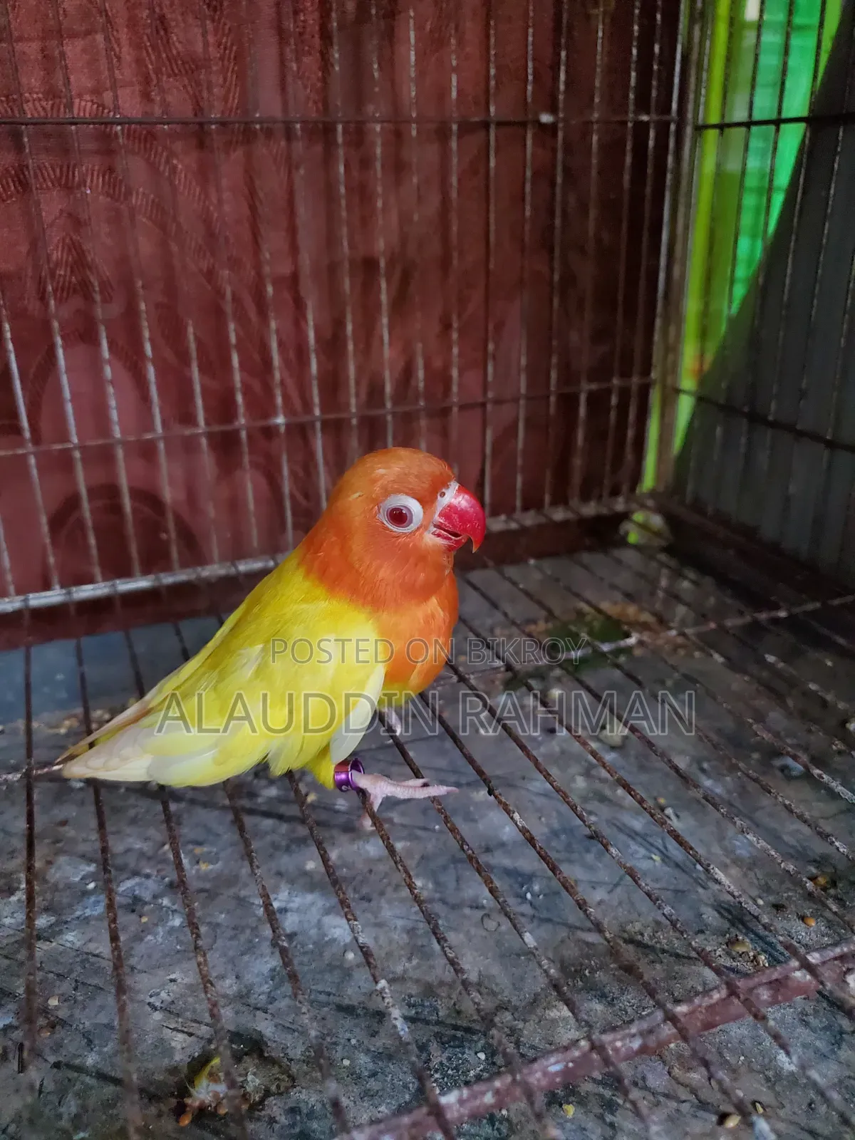 Lovebird Baby
