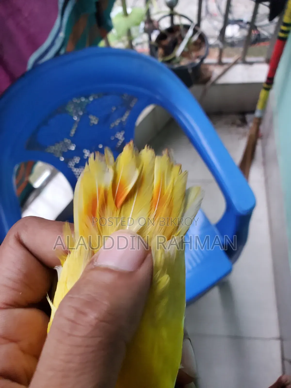Lovebird Baby