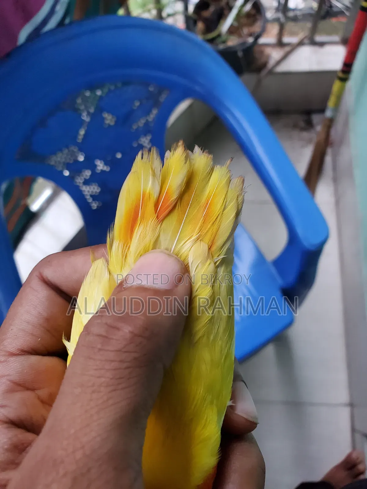 Lovebird Baby
