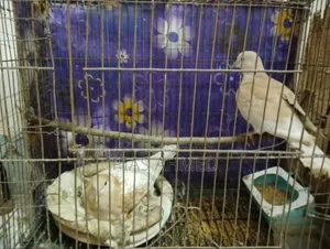ঘু ঘু পাখি