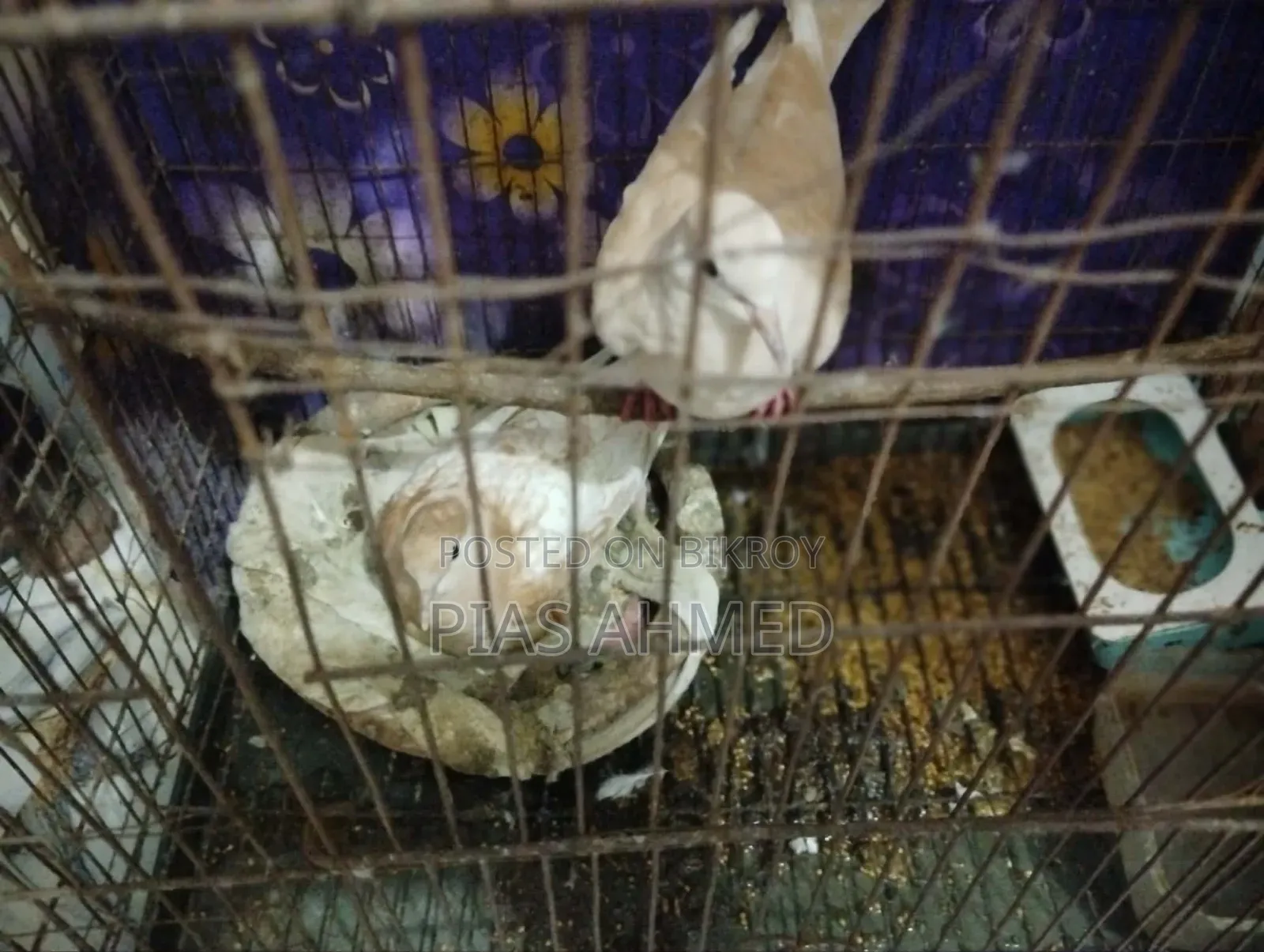 ঘু ঘু পাখি