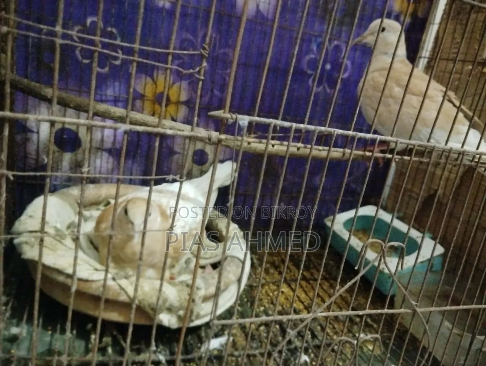 ঘু ঘু পাখি