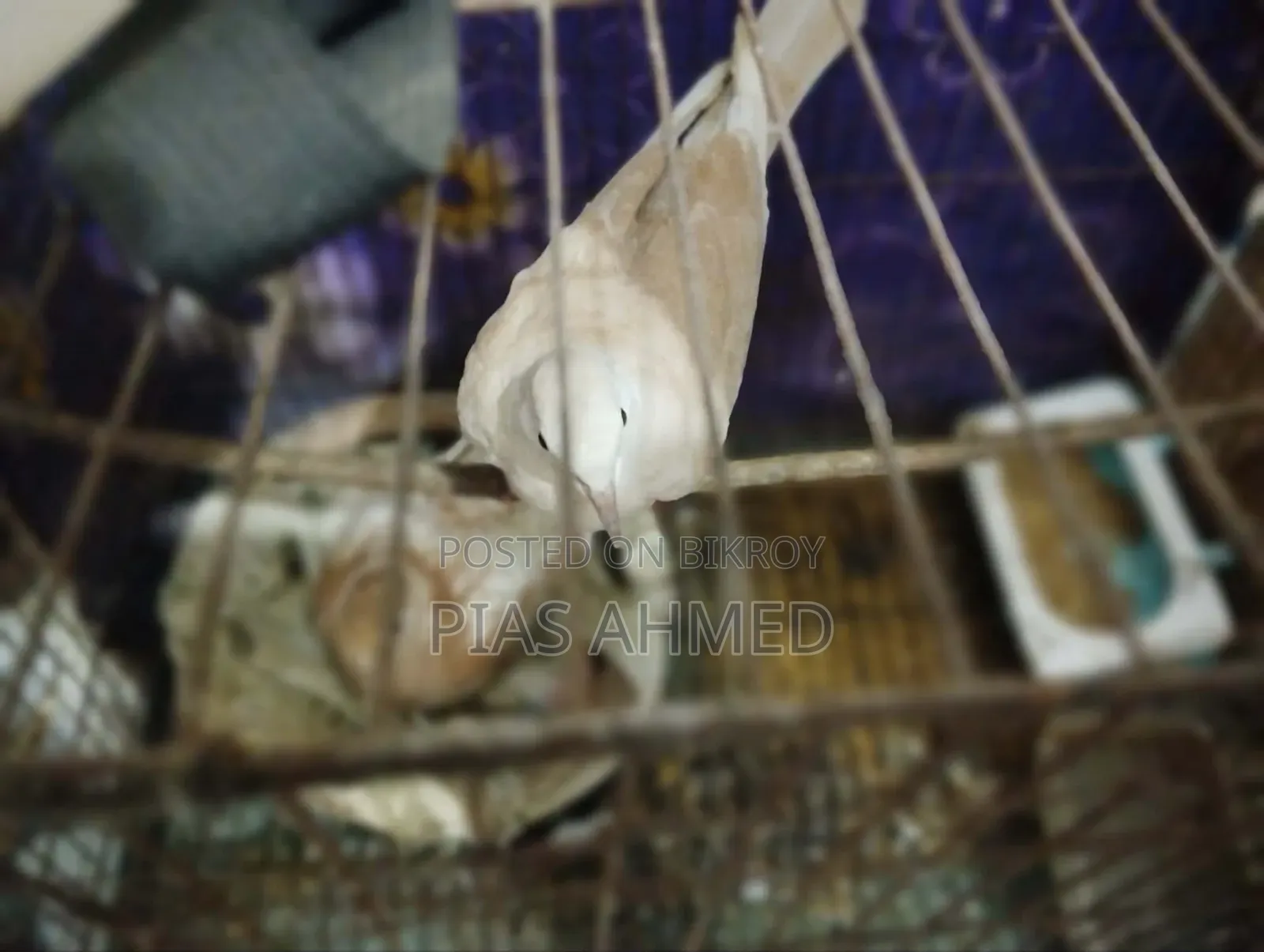 ঘু ঘু পাখি