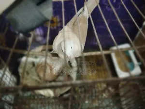ঘু ঘু পাখি