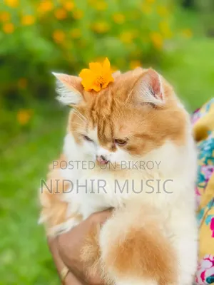 6-12 Months Male Purebred Persian
