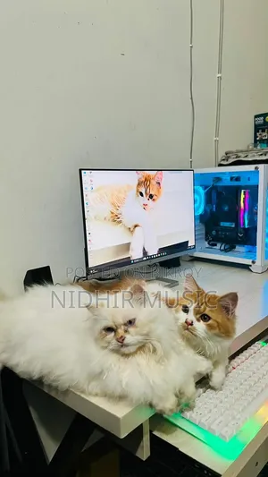 6-12 Months Male Purebred Persian