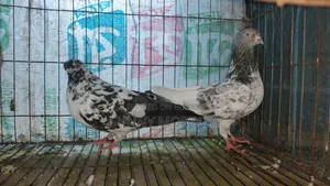 ২ পিস রানিং মাদী কবুতর বিক্রয় করা হবে