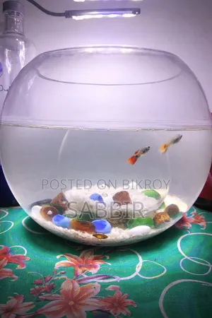 Aquarium Jar