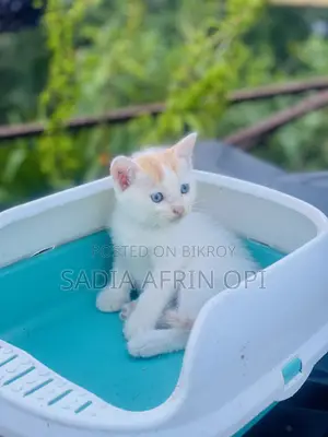 ০-১ মাস বয়সী ফিমেল মিক্সড ব্রিড পার্সিয়ান