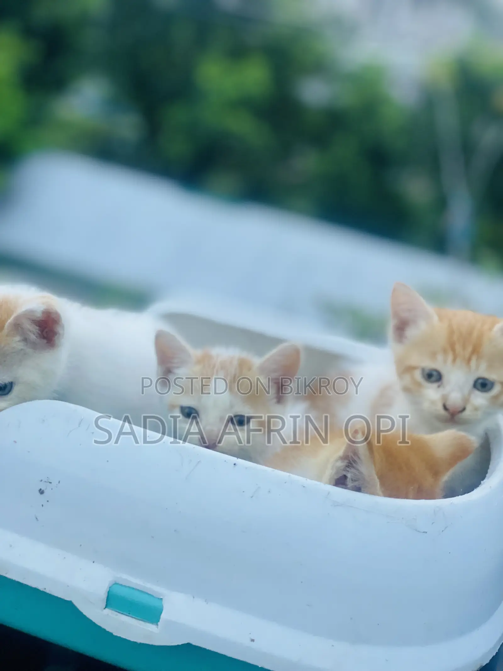 ০-১ মাস বয়সী ফিমেল মিক্সড ব্রিড পার্সিয়ান