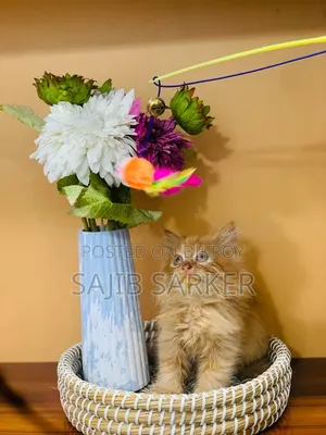 1-3 Months Male Purebred Persian