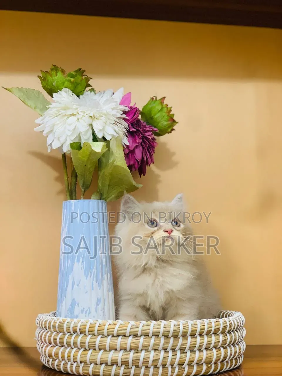 1-3 Months Male Purebred Persian
