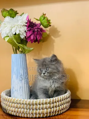 1-3 Months Male Purebred Persian