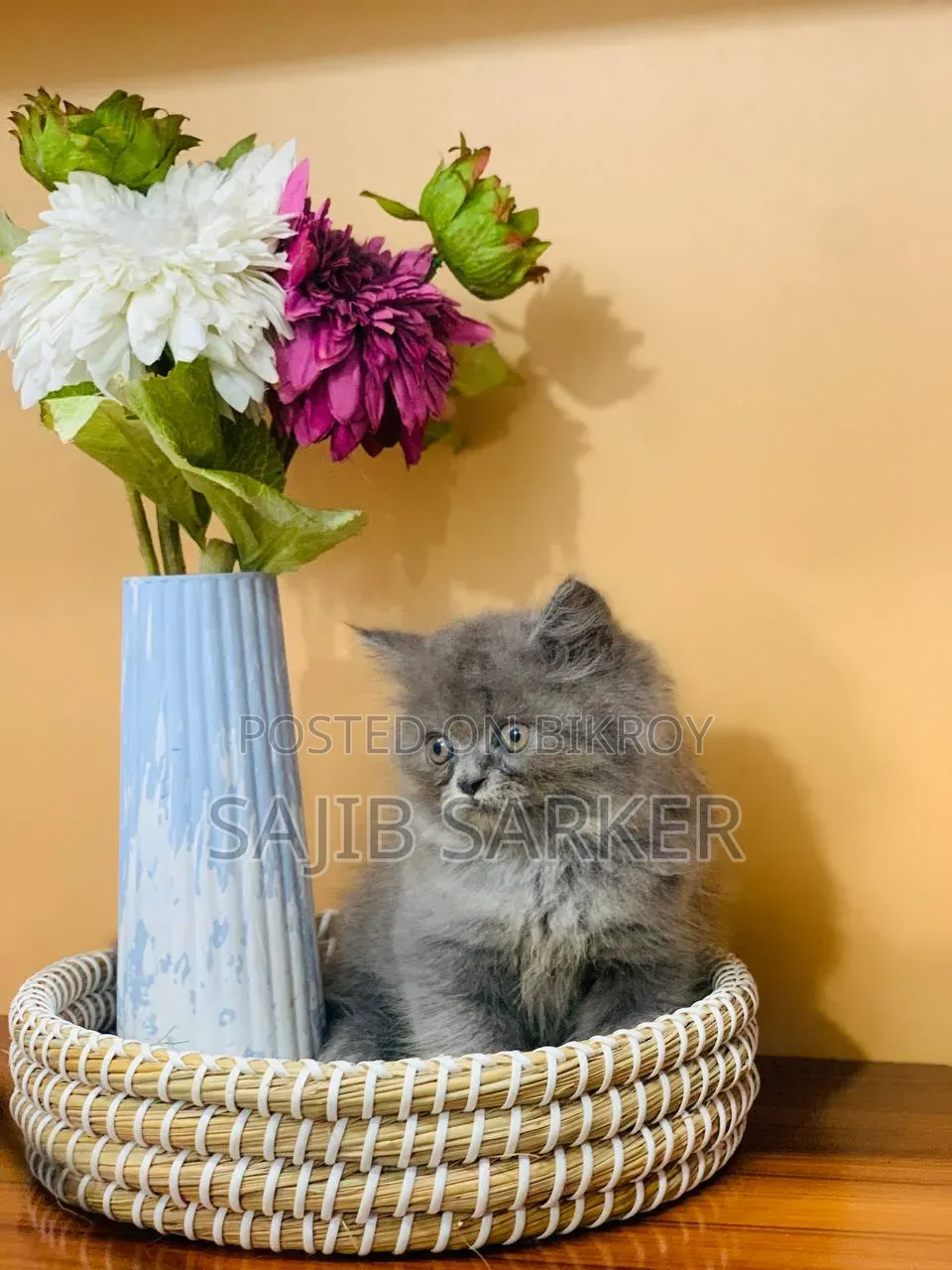 1-3 Months Male Purebred Persian