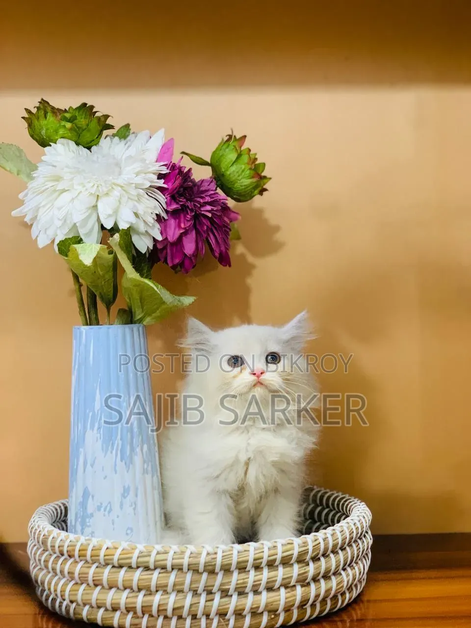 1-3 Months Male Purebred Persian