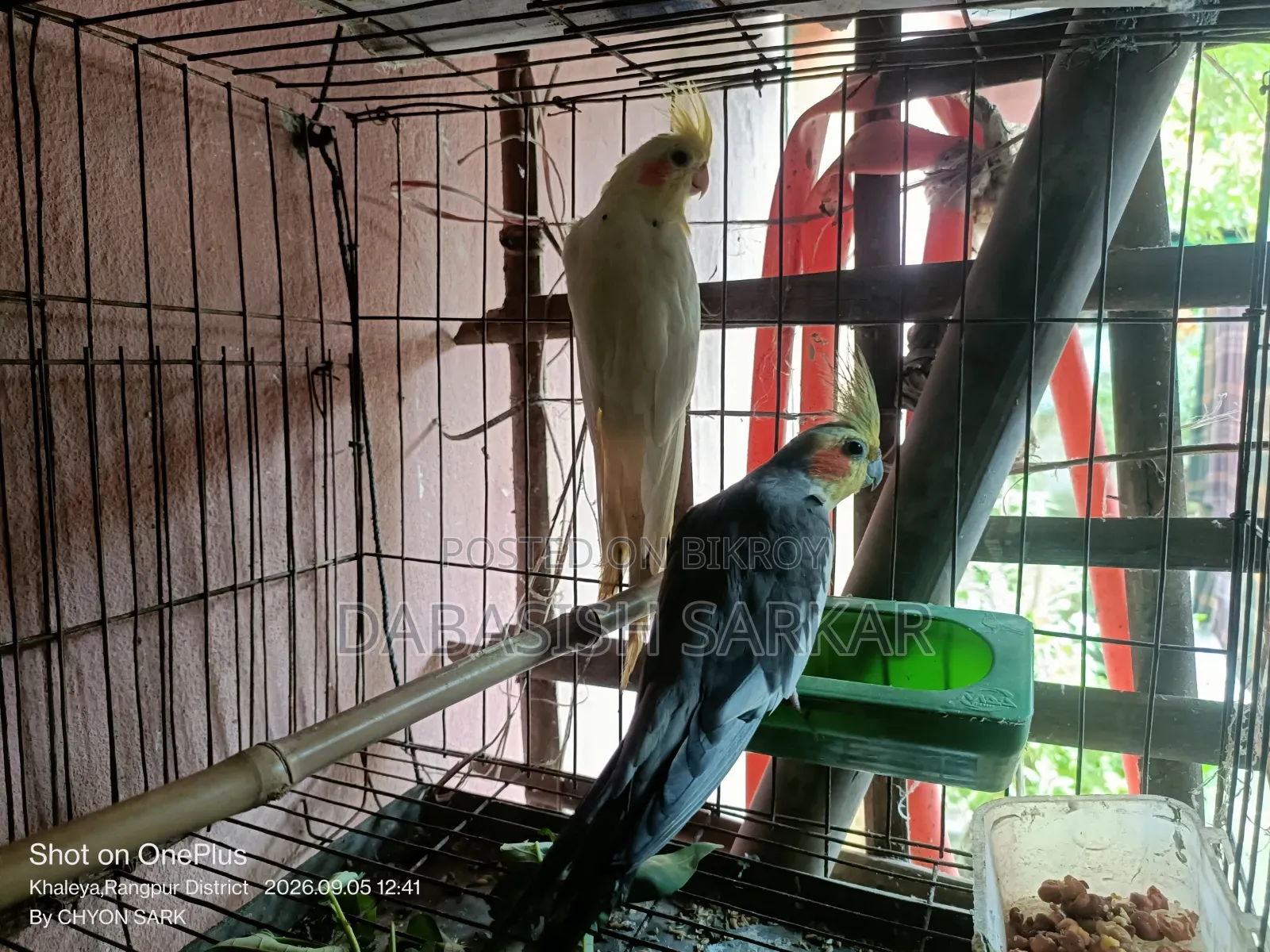 পাখি বিক্রির করা হবে