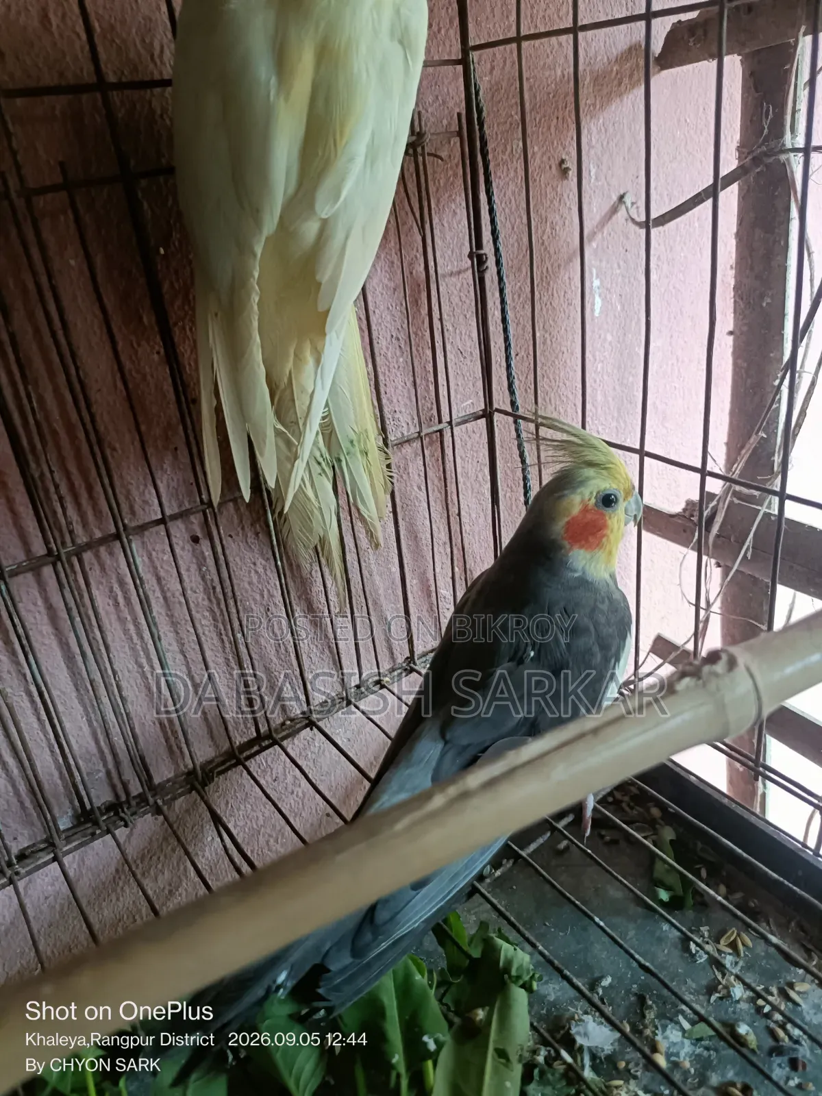 পাখি বিক্রির করা হবে