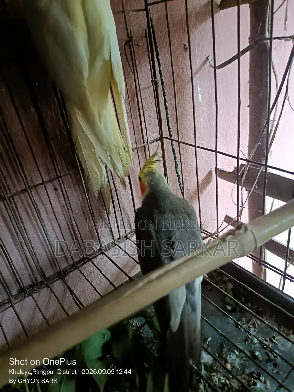 পাখি বিক্রির করা হবে