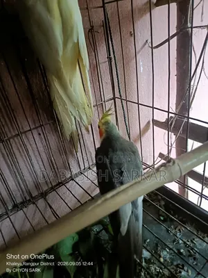 পাখি বিক্রির করা হবে