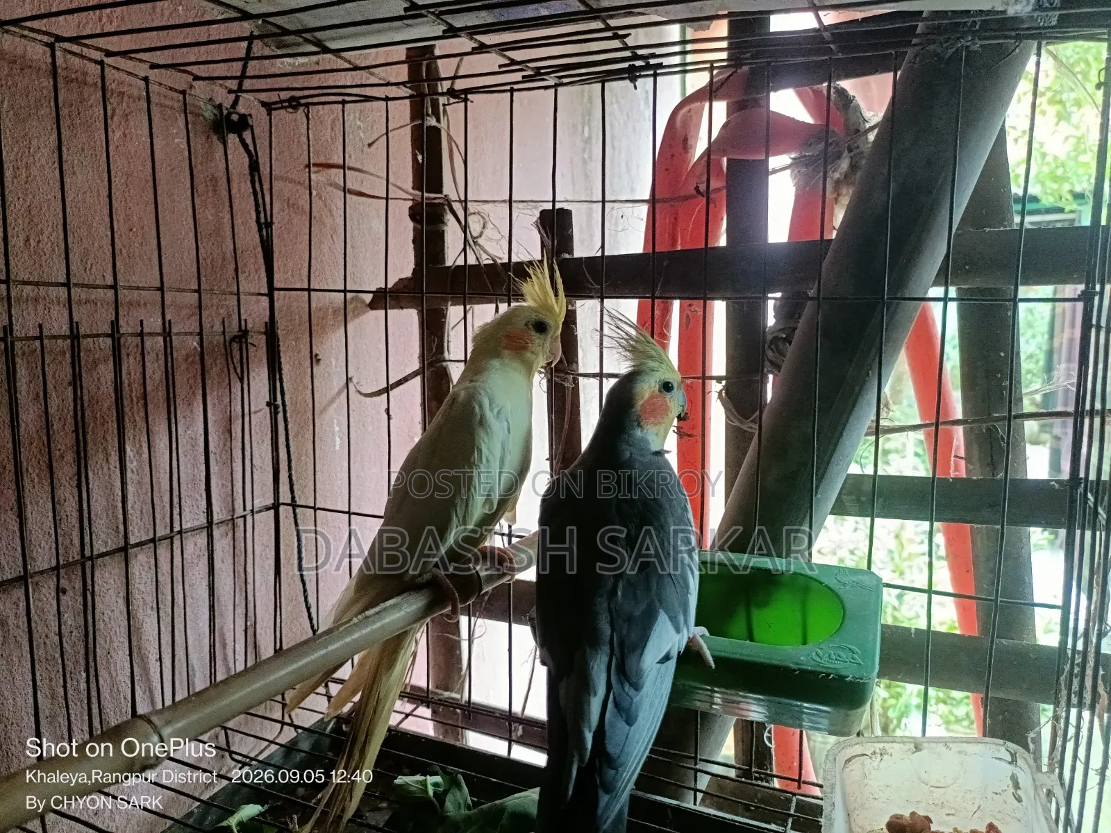 পাখি বিক্রির করা হবে