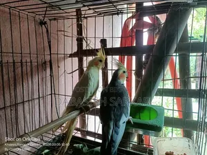 পাখি বিক্রির করা হবে