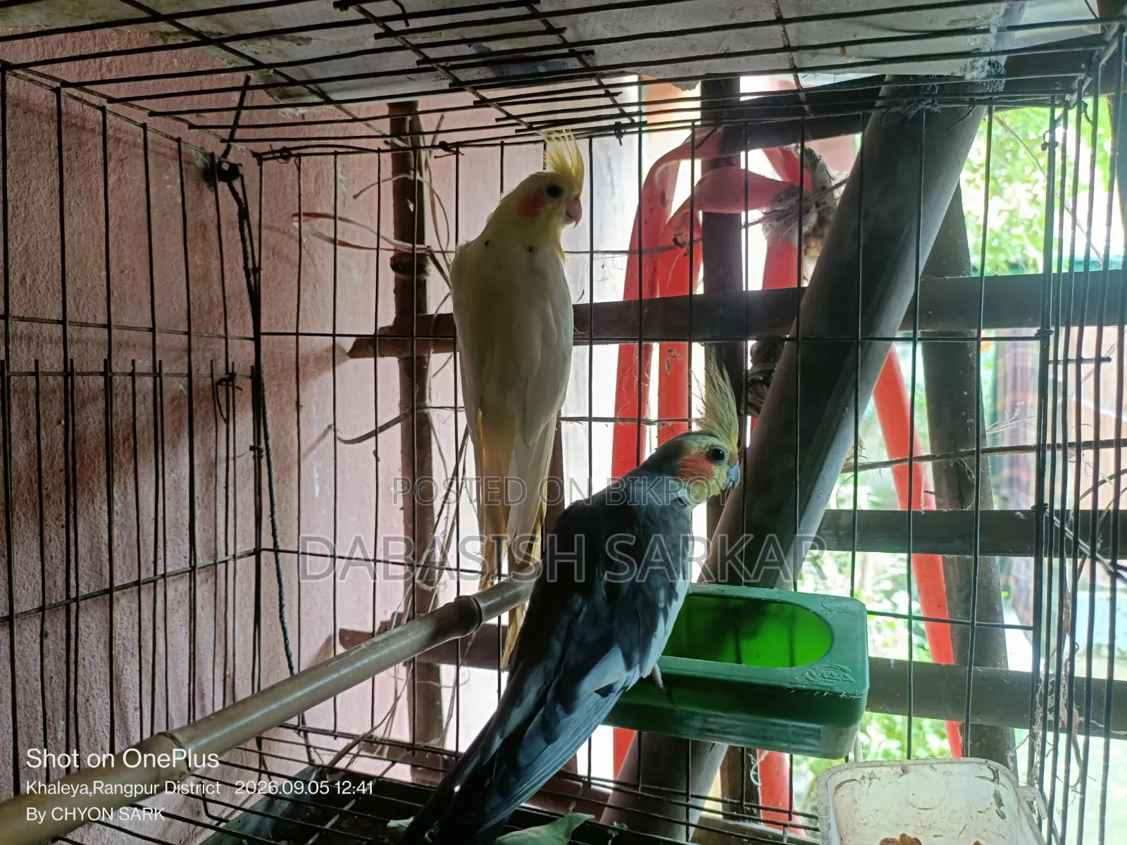 পাখি বিক্রির করা হবে