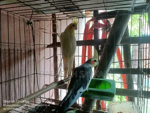 পাখি বিক্রির করা হবে