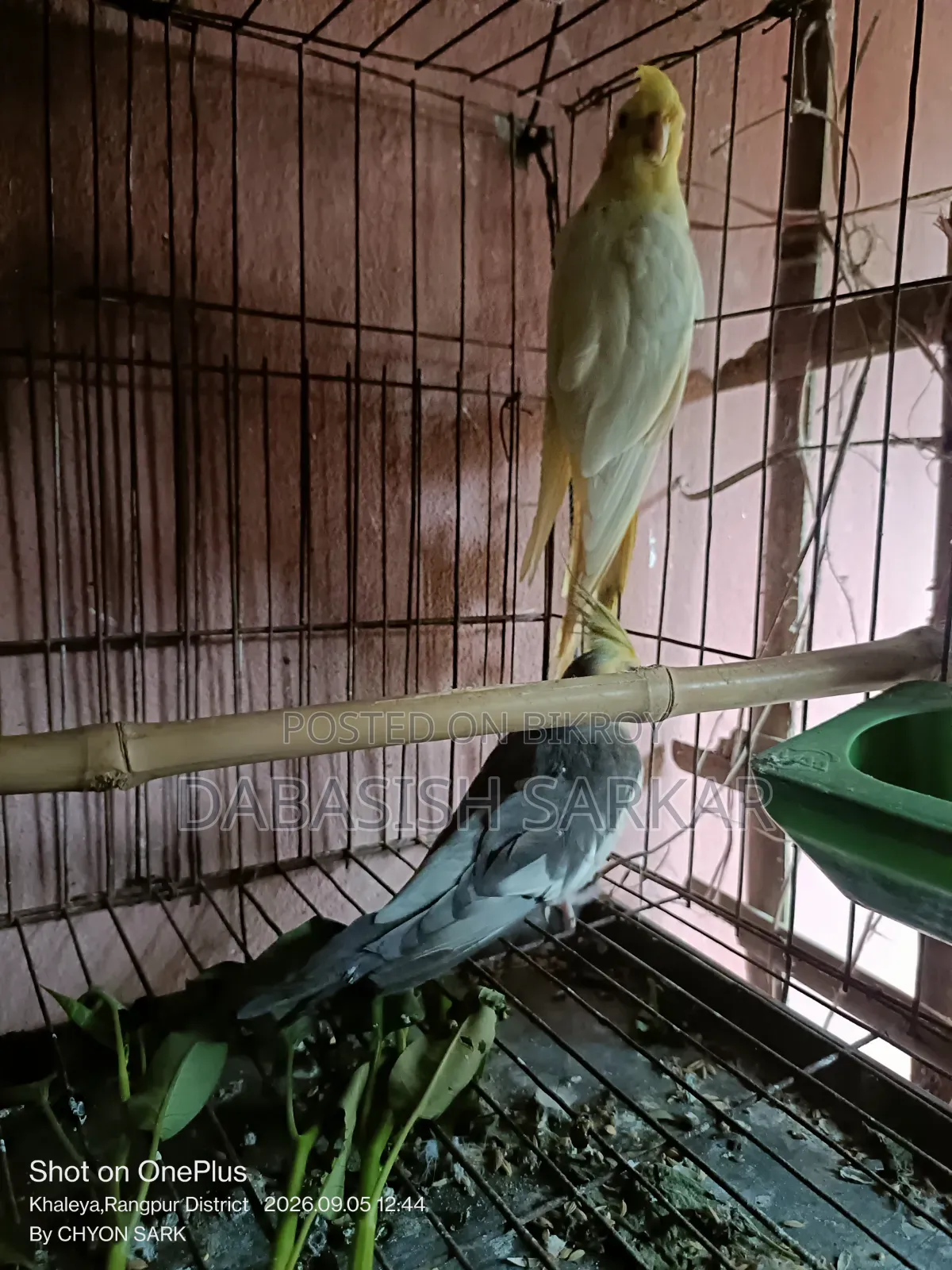 পাখি বিক্রির করা হবে